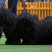 Borzos Puli Pestimrei Baba