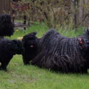 Borzos Puli Pestimrei Baba