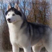 BOSNIAK'S ENTER AT YOUR OWN RISK