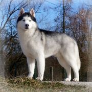 BOSNIAK'S ENTER AT YOUR OWN RISK 2