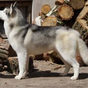 BOSNIAK'S ENTER AT YOUR OWN RISK 4