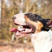 BOUNTY VIVAX CANIS 2