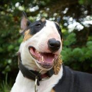 BOUNTY VIVAX CANIS 3