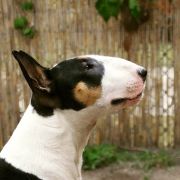 BOUNTY VIVAX CANIS 4