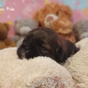 KELSANG The Tibetan Pride (FCI)