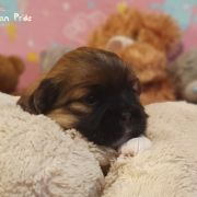 KARCHUNG The Tibetan Pride (FCI)