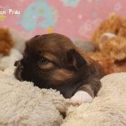 KARCHUNG The Tibetan Pride (FCI)