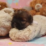 KARCHUNG The Tibetan Pride (FCI)