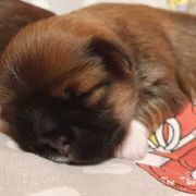 KARCHUNG The Tibetan Pride (FCI)