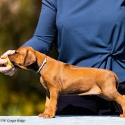 BRANDOND SMART EYE Ginger Ridge