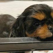 Brandy	'Ex imo Corde'