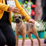 Brankell MASTERMIND 4