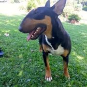 BRAWURKA BULL STAFF BULLY 2