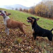 BRAWURKA BULL STAFF BULLY 3