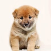 Brązowy (kolor znacznika)