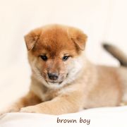 Brązowy (kolor znacznika) 2