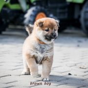 Brązowy (kolor znacznika) 3