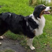 BRENDY Różany Gaj 3