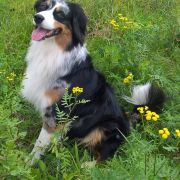 BRENDY Różany Gaj 4