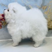 Bridget Best Of Poms