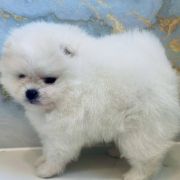 Bridget Best Of Poms 2