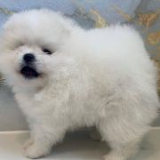 Bridget Best Of Poms 3