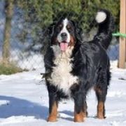 BRIDGET DOM WSZYSTKICH DUSZ 4