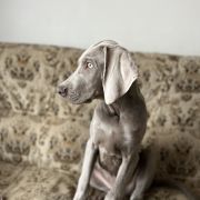 BROWNING ze Stryszowskiego Boru FCI