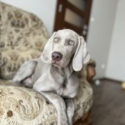 BROWNING ze Stryszowskiego Boru FCI