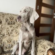 BROWNING ze Stryszowskiego Boru FCI