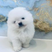 Bruno Best of Poms 2