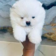 Bruno Best of Poms 3