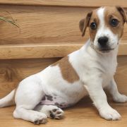 BRUNO Herbu Piorun (FCI)