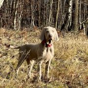 BRUNO ze Stryszowskiego Boru FCI