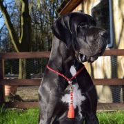 Buka Warrior Queen 2