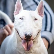 Bullter Ego PATRONUS