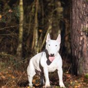 Bullter Ego PATRONUS