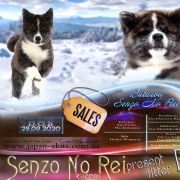 BUTAROU SENZO NO REI