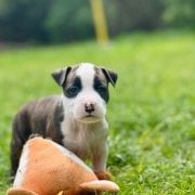 BUXUS SEMPERVIRENS American Heart 2