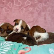 C - Jack Russell Terrier szorstkowłosy