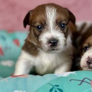 C - Jack Russell Terrier szorstkowłosy