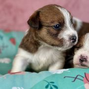 C - Jack Russell Terrier szorstkowłosy