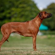 C.I.B , Multichampion, MultiGrandchampion Aresvuma ELLEMA MALUWA