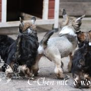 C - Litter of Terra Civis 