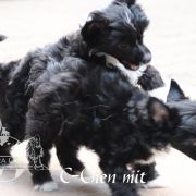 C - Litter of Terra Civis 