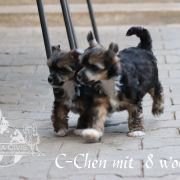 C - Litter of Terra Civis 