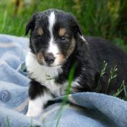 C- Owczarek szetlandzki szczenięta sheltie