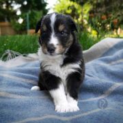 C- Owczarek szetlandzki szczenięta sheltie