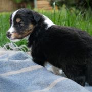 C- Owczarek szetlandzki szczenięta sheltie