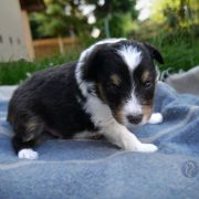 C- Owczarek szetlandzki szczenięta sheltie